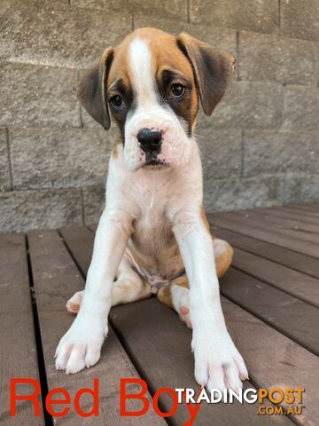 Purebred Boxer Puppies