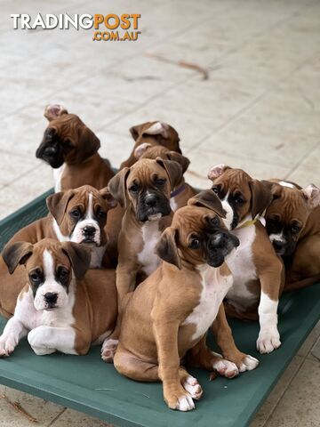 Purebred Boxer Puppies