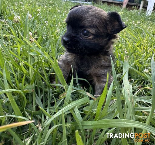 Apple head chihuahua puppies