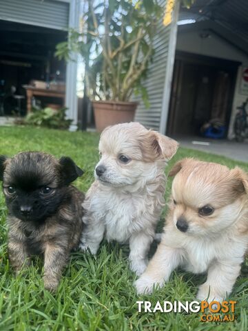 Apple head chihuahua puppies