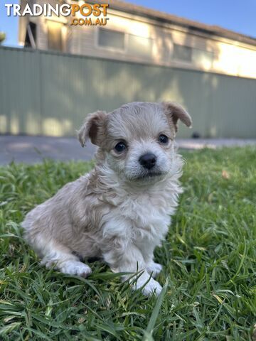 Apple head chihuahua puppies