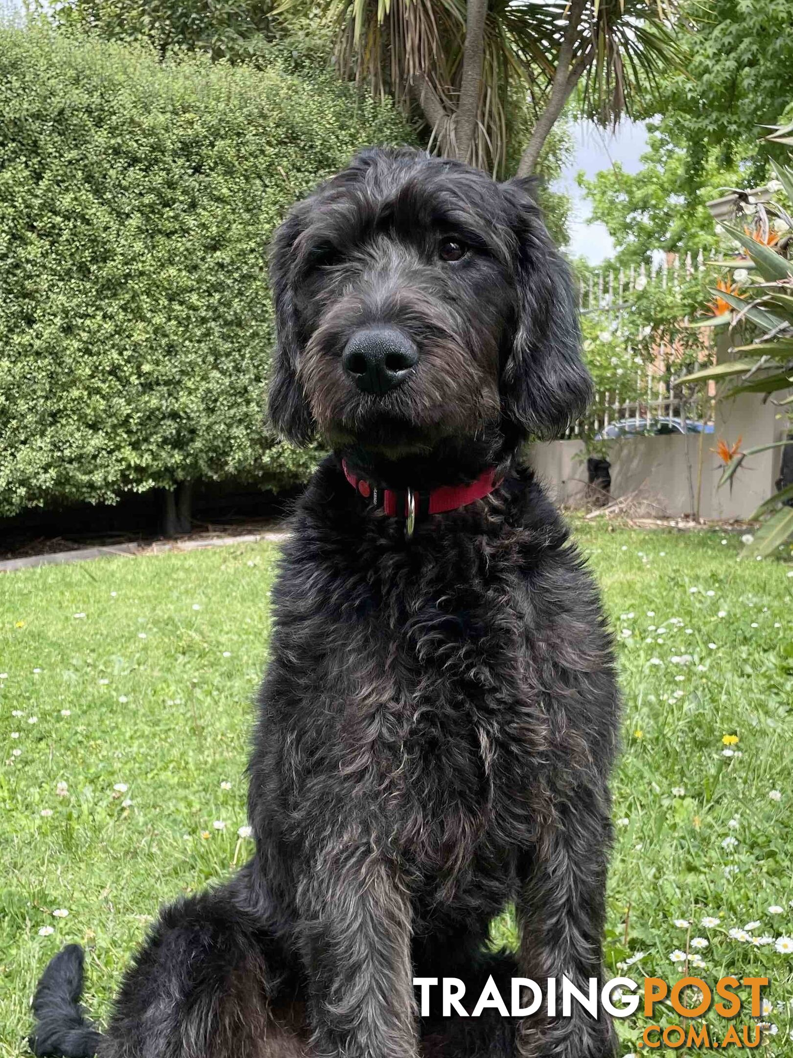 Loving 7-month old Labradoodle seeking new home – All essentials included