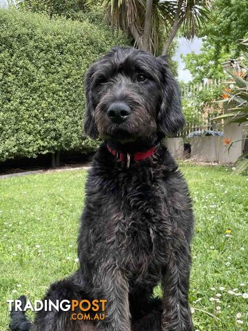 Loving 7-month old Labradoodle seeking new home – All essentials included