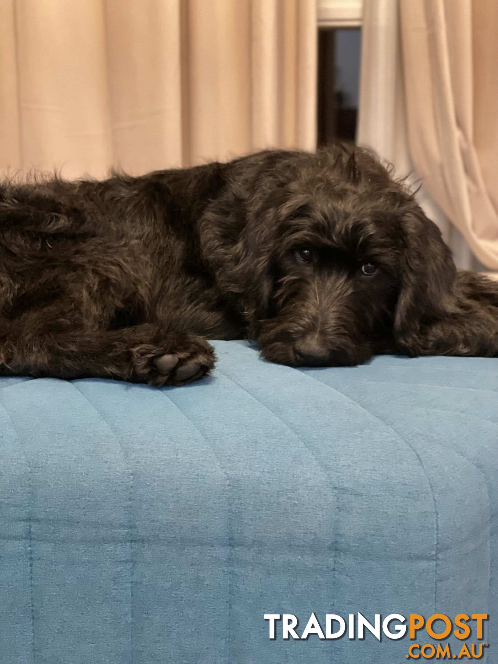 Loving 7-month old Labradoodle seeking new home – All essentials included