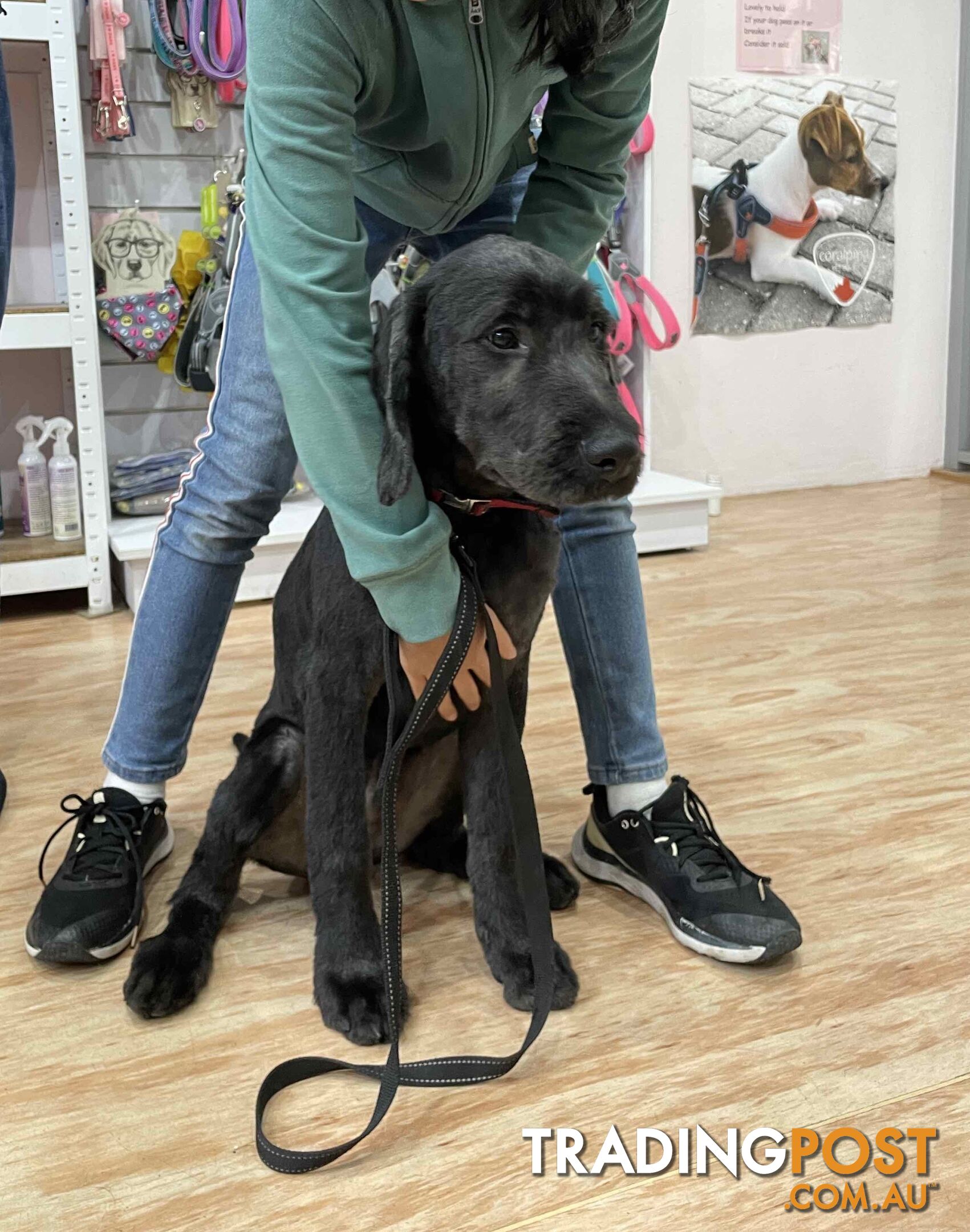 Loving 7-month old Labradoodle seeking new home – All essentials included