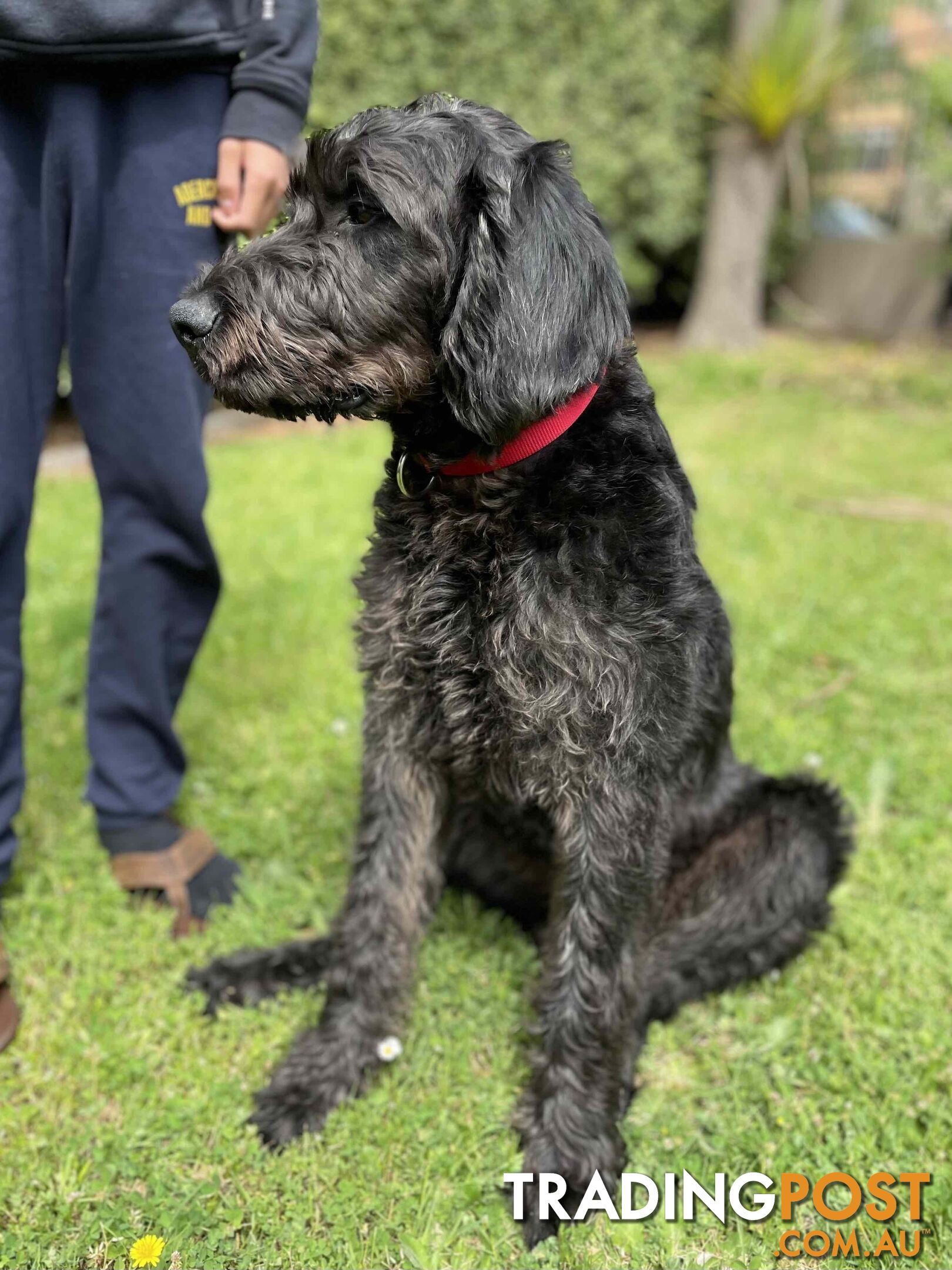 Loving 7-month old Labradoodle seeking new home – All essentials included