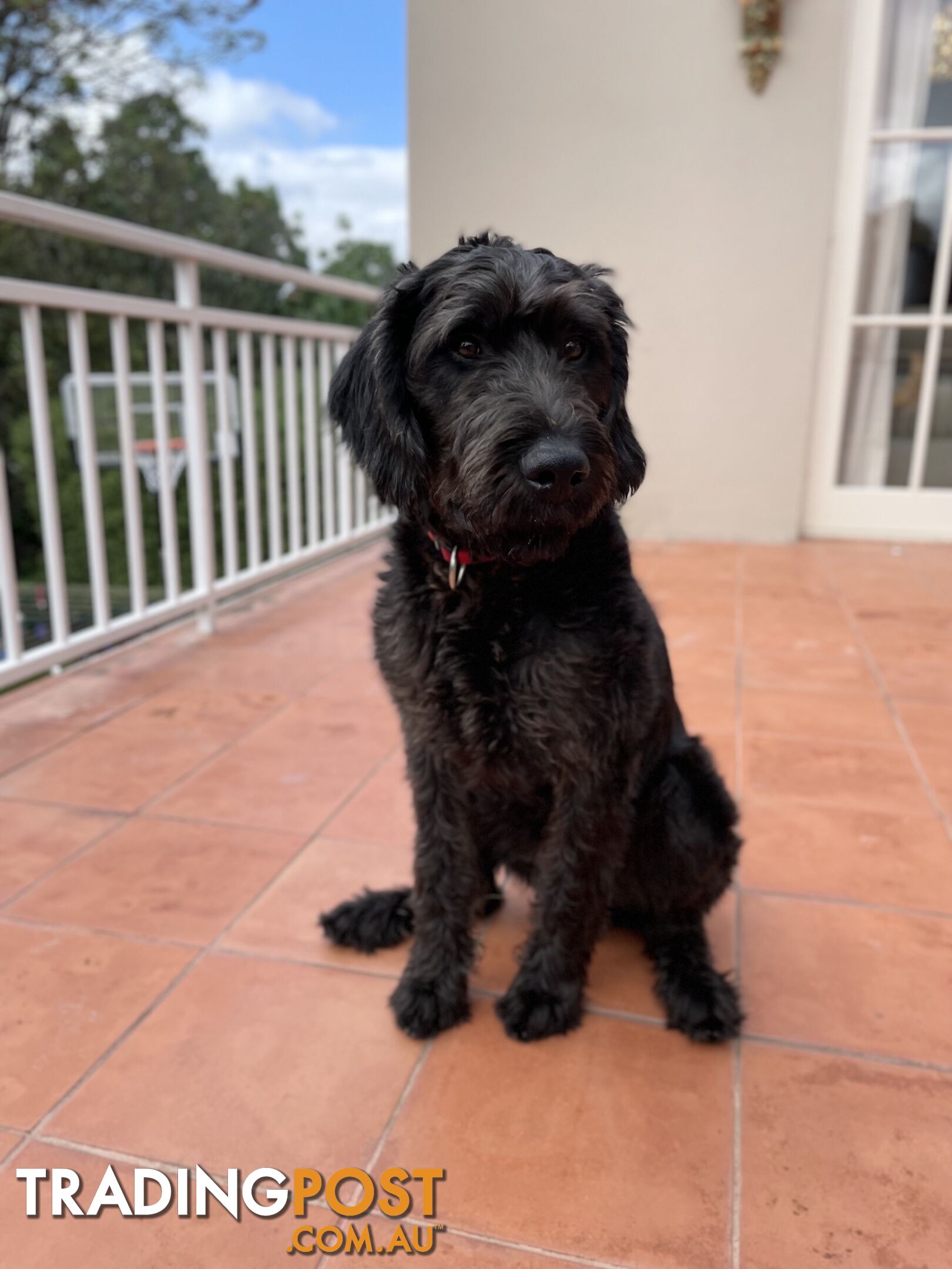 Loving 7-month old Labradoodle seeking new home – All essentials included