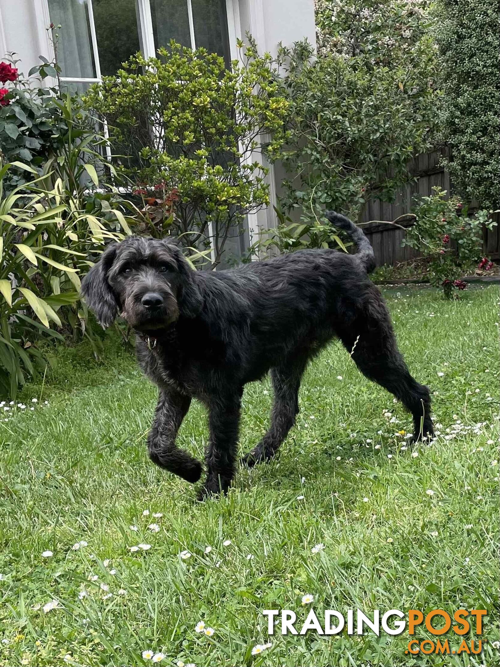 Loving 7-month old Labradoodle seeking new home – All essentials included