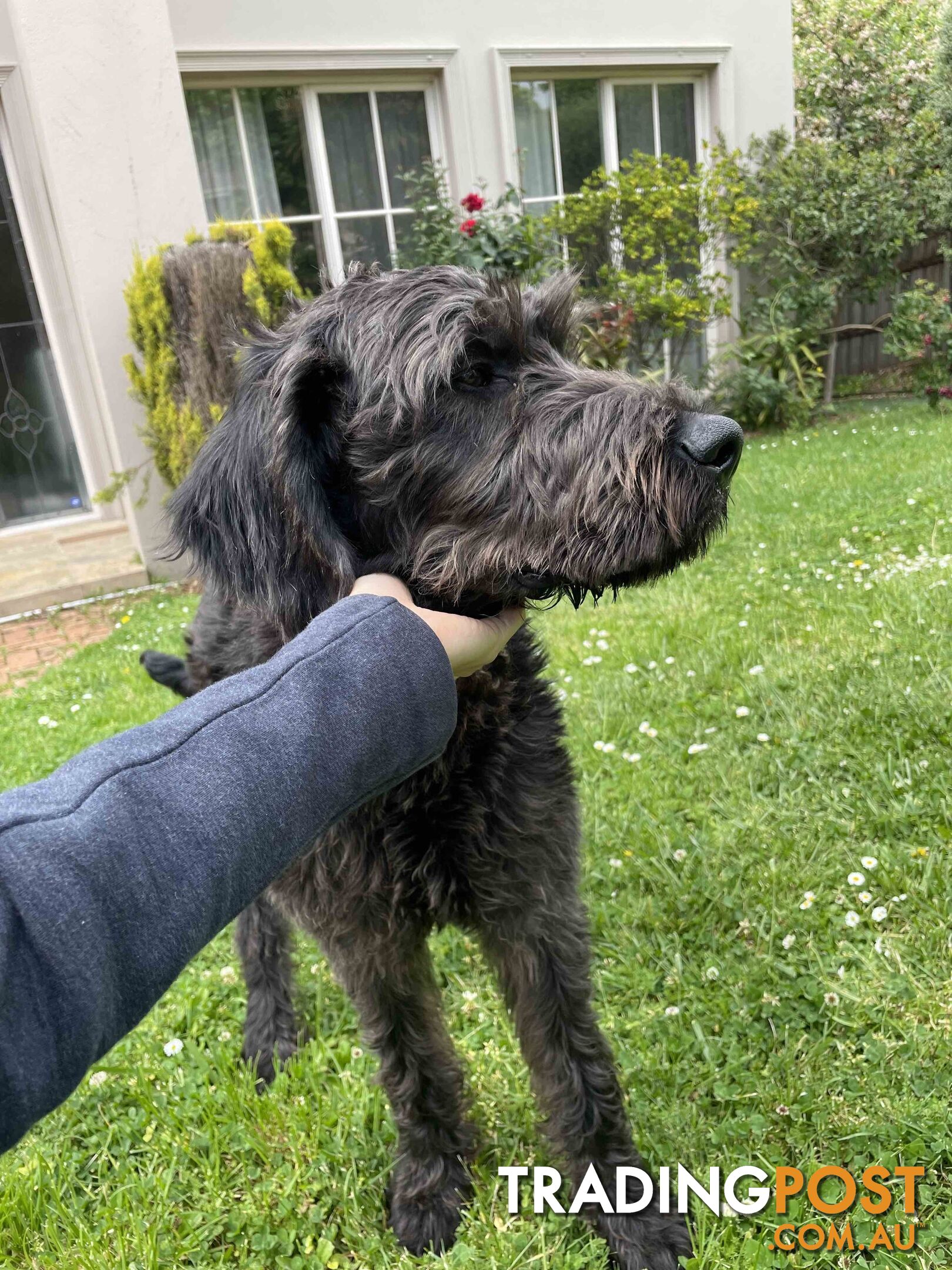 Loving 7-month old Labradoodle seeking new home – All essentials included