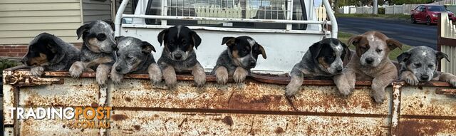 Blue Heeler Boy Puppy