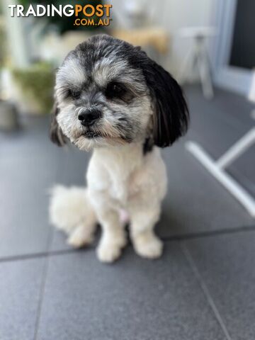 Maltese x Shih Tzu Dog for Adoption