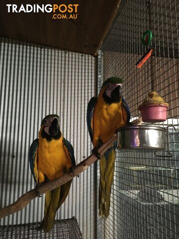 Hand Raised Blue and Gold Macaw’s