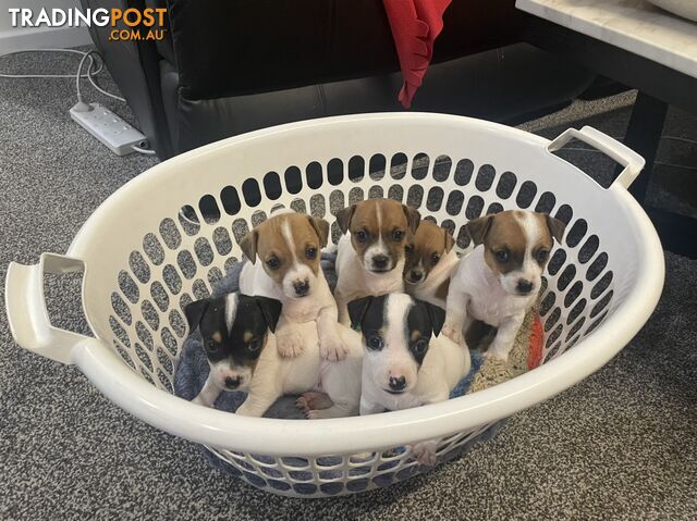 World's Cutest Jack Russell Pups