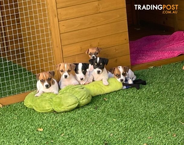 World's Cutest Jack Russell Pups