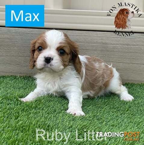 Cavalier King Charles Spaniel For Sale