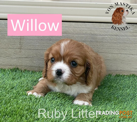 Cavalier King Charles Spaniel For Sale