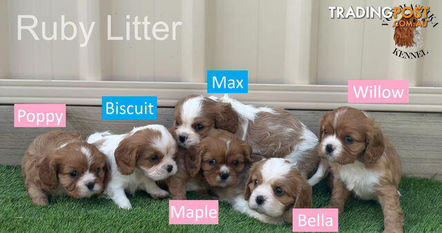 Cavalier King Charles Spaniel For Sale