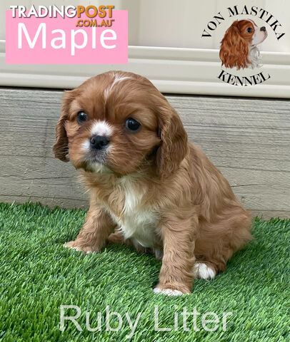 Cavalier King Charles Spaniel For Sale