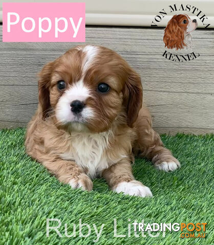 Cavalier King Charles Spaniel For Sale