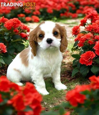 Cavalier King Charles Spaniel For Sale