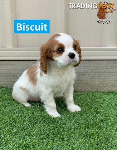 2 Cavalier King Charles Spaniel For Sale