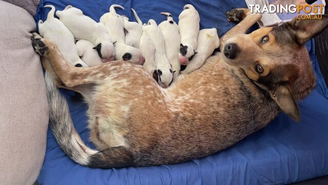 Australian Cattle Dog Puppies For Sale