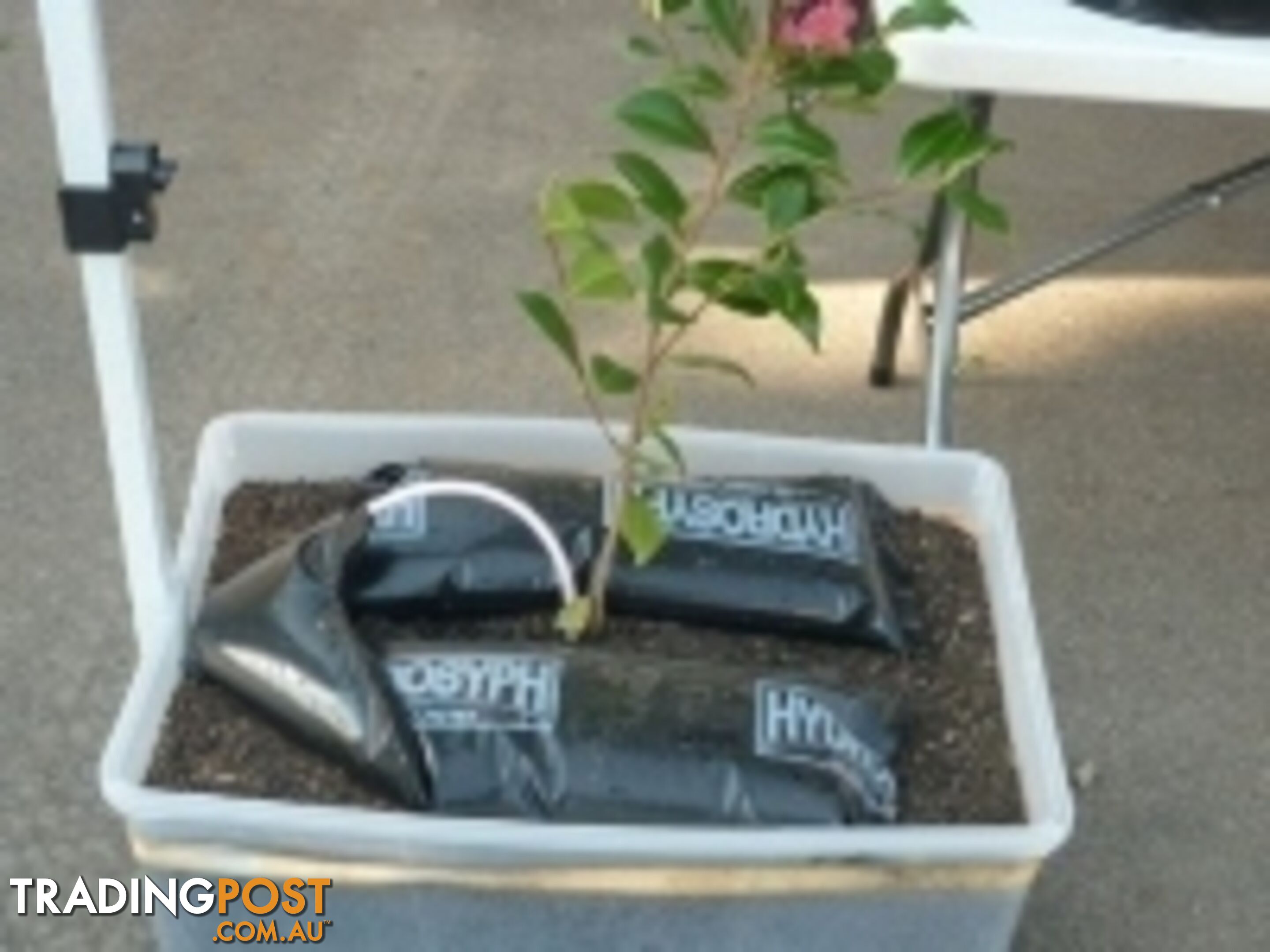 Economical Watering System for Newly Planted Trees