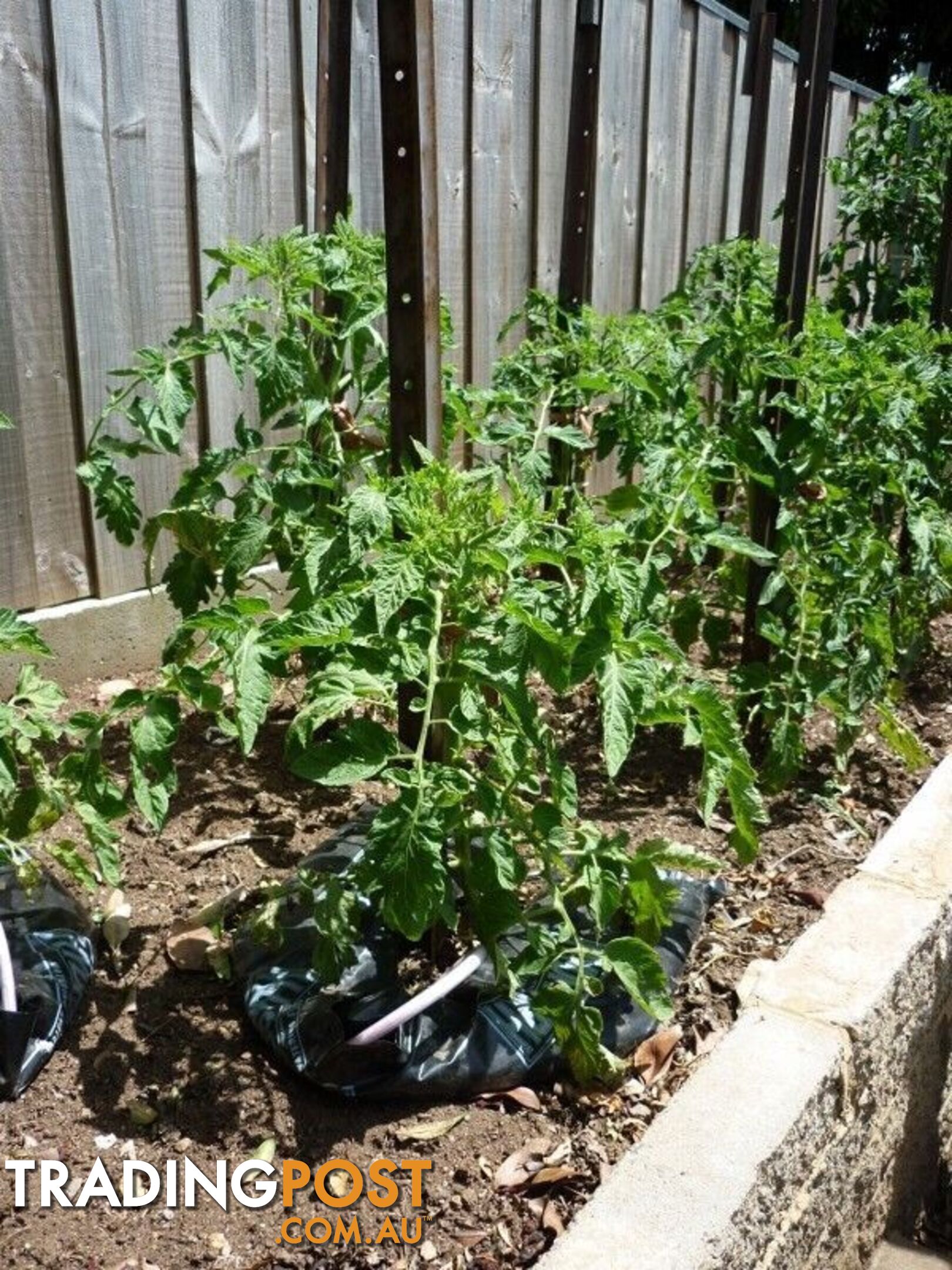 Economical Watering System for Newly Planted Trees