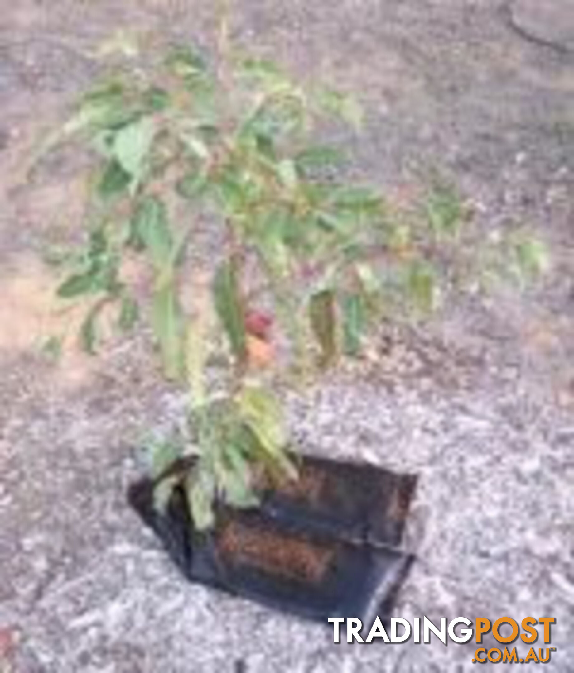 Economical Watering System for Newly Planted Trees