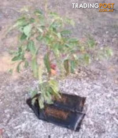 Economical Watering System for Newly Planted Trees