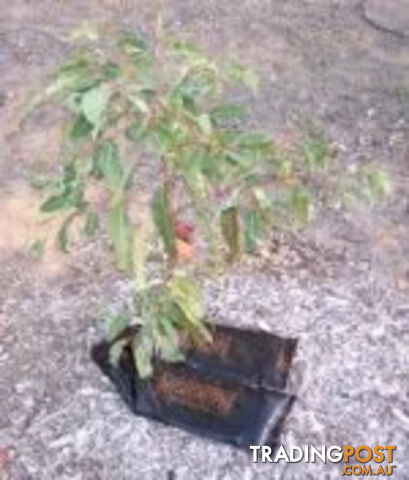 Economical Watering System for Newly Planted Trees