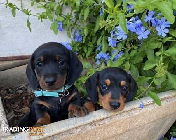 Miniature Dachshund Puppies