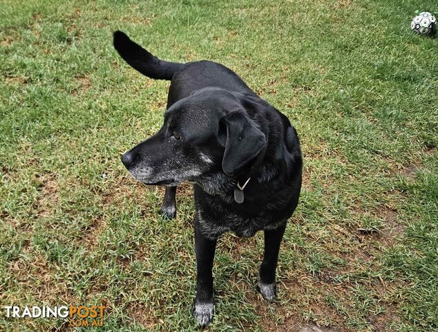 2 Male Labradors both desexed & microchipped