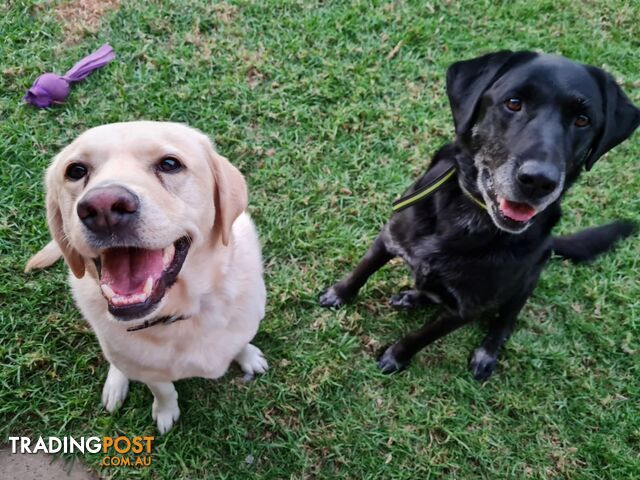 2 Male Labradors both desexed & microchipped