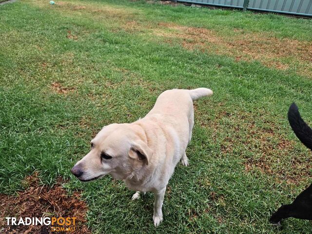 2 Male Labradors both desexed & microchipped