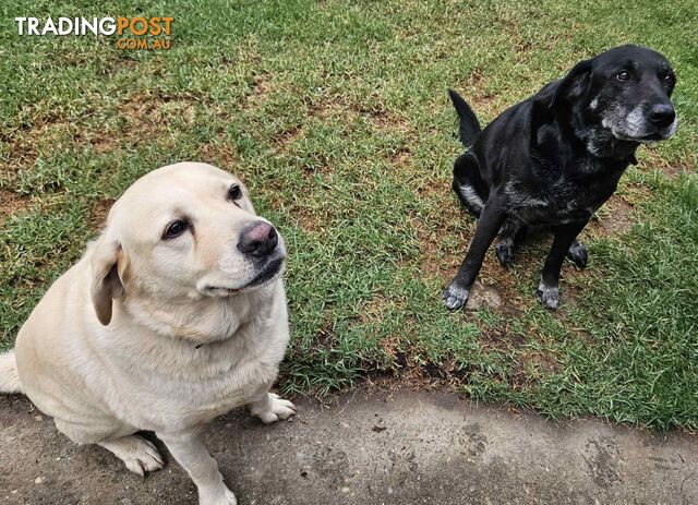 2 Male Labradors both desexed & microchipped