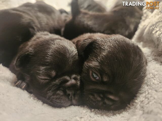 Pug store trading post