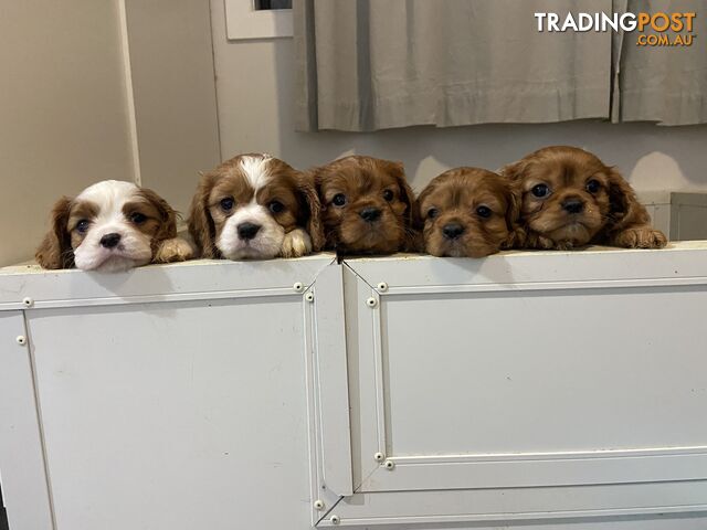 King Charles cavalier pups