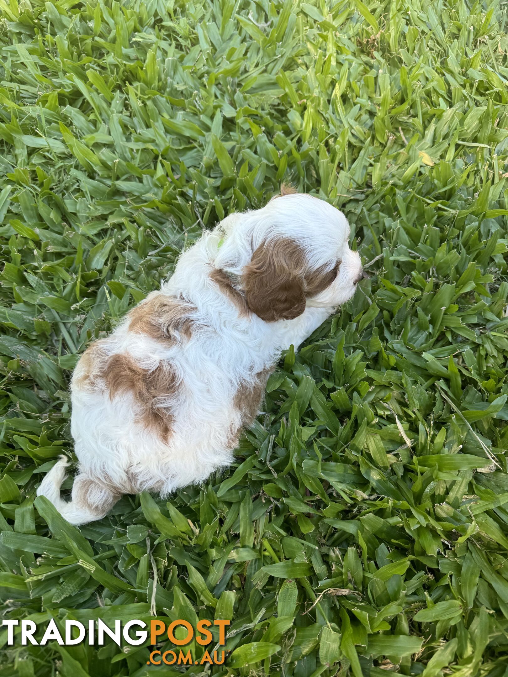 Cavoodle x Cavalier King Charles Spaniel Puppies