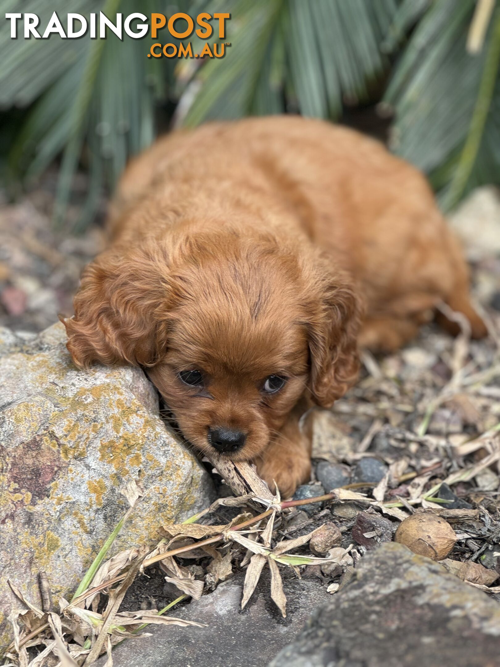 Cavoodle x Cavalier King Charles Spaniel Puppy