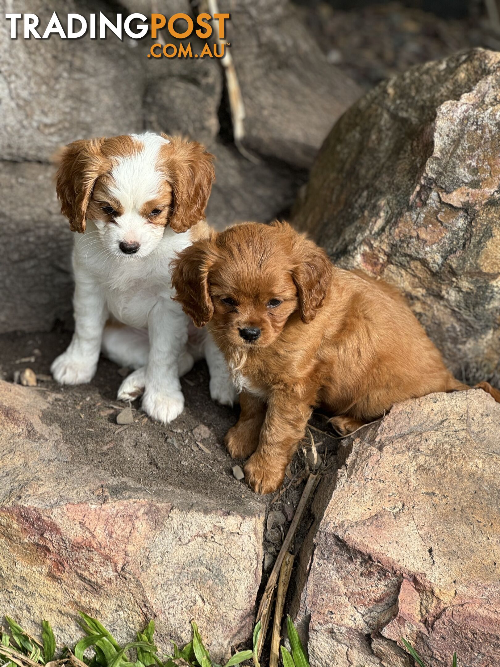 Cavoodle x Cavalier King Charles Spaniel Puppy