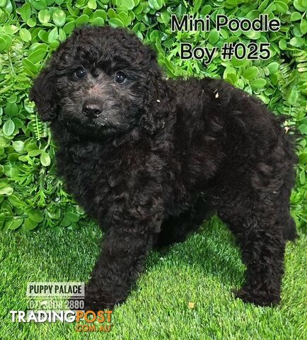 Purebred Miniature Poodle - Boys. Now in store at Puppy Palace Pet Shop, Underwood.