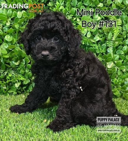 Purebred Miniature Poodle - Boy. Now in store at Puppy Palace Pet Shop, Underwood.