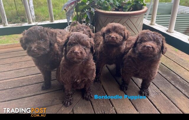 Bordoodle (Border Collie X Std/Mini Poodle) Puppies -  Arriving into store Thursday 12 December.