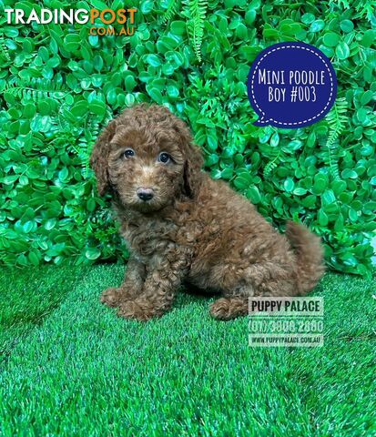 Purebred Miniature Poodle - Ruby Boy. I HAVE ALSO HAD MY 2nd VACCINATION.