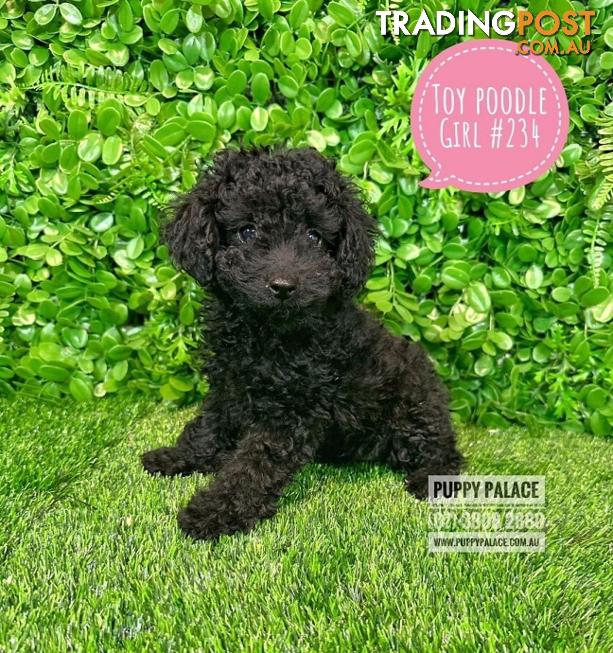 Toy Poodle - Girls. Parents are also DNA Tested. Puppy Palace Pet Shop, Brisbane