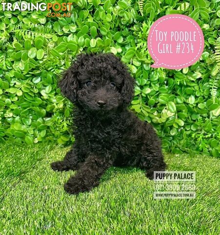 Toy Poodle - Girls. Parents are also DNA Tested. Puppy Palace Pet Shop, Brisbane