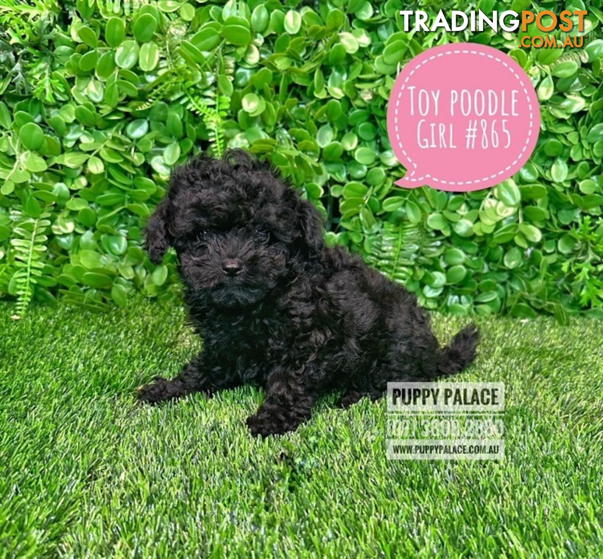 Toy Poodle - Girls. Parents are also DNA Tested. Puppy Palace Pet Shop, Brisbane