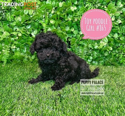 Toy Poodle - Girls. Parents are also DNA Tested. Puppy Palace Pet Shop, Brisbane