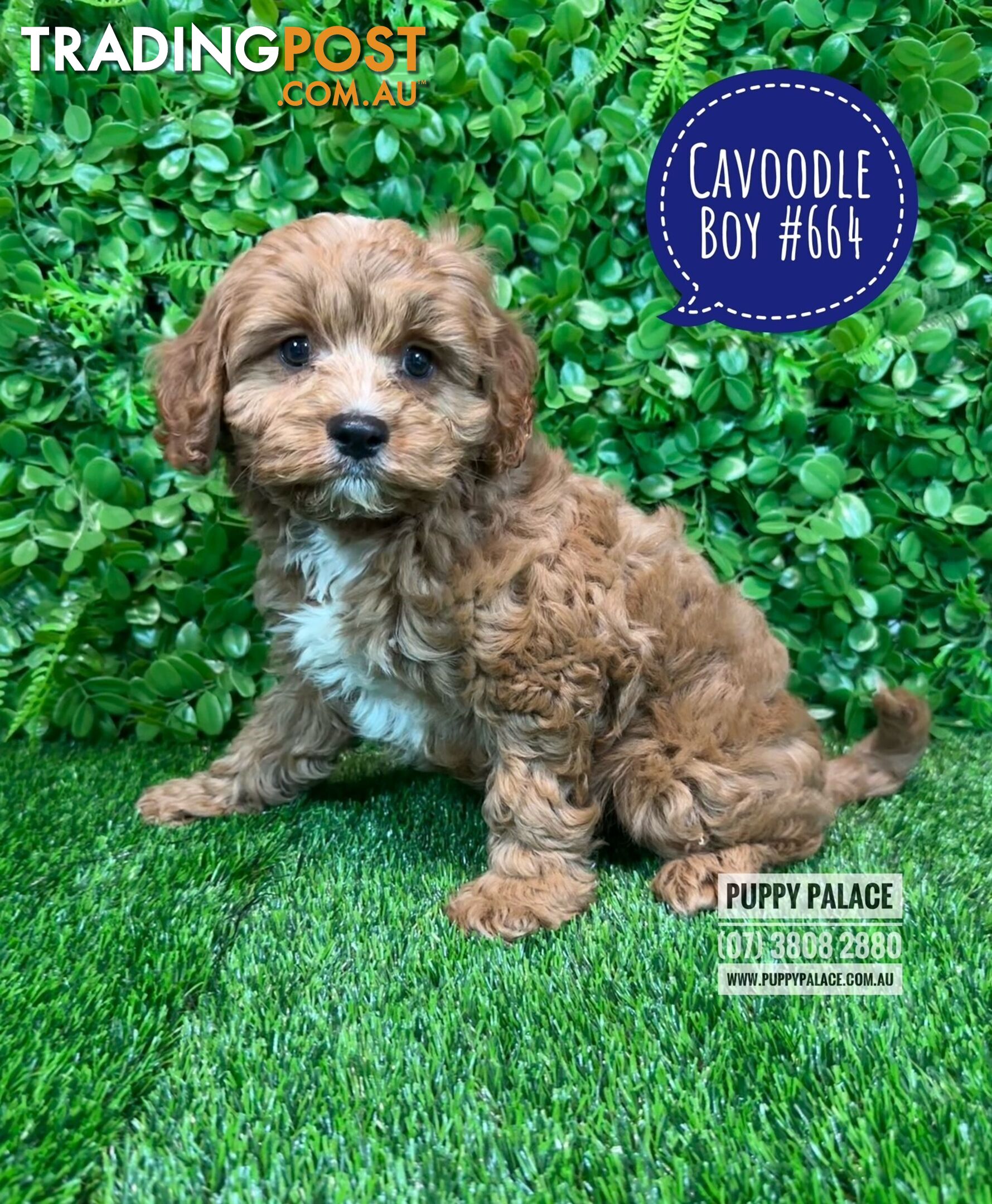 Cavoodle / Cavapoo (Toy/Mini Poodle X Cavalier) - Boys